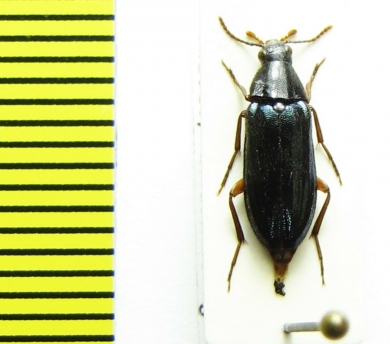 Melandrya rufipes  Russia, Far East - INSECTS-STORE.RU