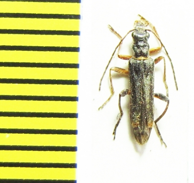 Oedemera barbara  Greece - INSECTS-STORE.RU