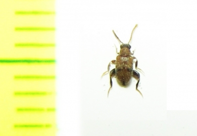 Aderidae sp.  Malaysia - INSECTS-STORE.RU