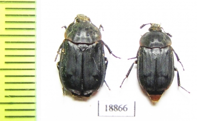 Thanatophilus terminatus  Russia, Astrakhan reg. - INSECTS-STORE.RU