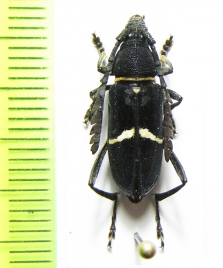 Euryarthrum bifasciatum  Malaysia, Borneo - INSECTS-STORE.RU