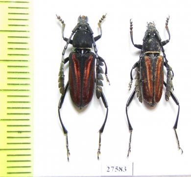 Euryarthrum takakuwai  Indonesia, Kalimantan - INSECTS-STORE.RU