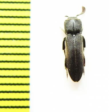 Melasis buprestoides  Italy - INSECTS-STORE.RU