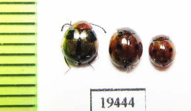 Tenebrionidae sp.  India - INSECTS-STORE.RU