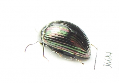 Tenebrionidae sp.  Indonesia, Sumatra - INSECTS-STORE.RU