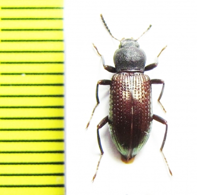 Tenebrionidae sp.  Malaysia - INSECTS-STORE.RU