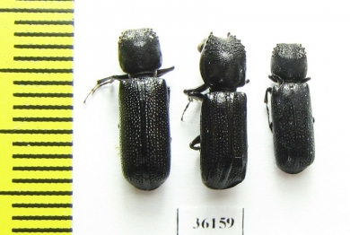 Bostrichidae sp.  Thailand - INSECTS-STORE.RU