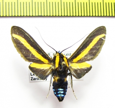 Erebidae sp.  Ecuador - INSECTS-STORE.RU