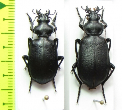 Calosoma imbricatum deserticola, pair  Kazakhstan - INSECTS-STORE.RU