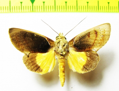 Noctuidae sp.  Bolivia - INSECTS-STORE.RU