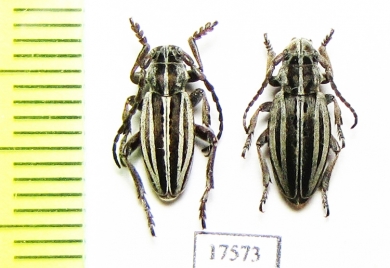 Dorcadion elegans, pair  Kazakhstan - INSECTS-STORE.RU