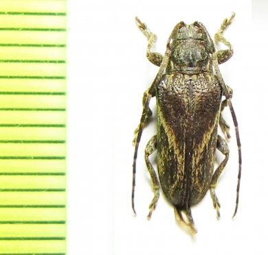 Alexera barii  Peru - INSECTS-STORE.RU