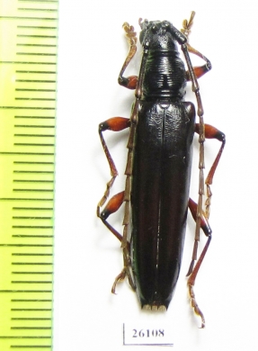 Cerambycidae sp.  Costa Rica - INSECTS-STORE.RU