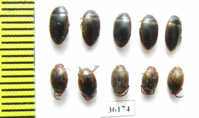 Dytiscidae sp.  Thailand - INSECTS-STORE.RU