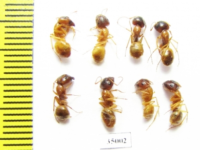 Formicidae sp.  Uzbekistan - INSECTS-STORE.RU