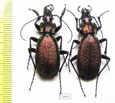 Carabus (Archiplectes) koltzei, pair  Abkhazia - INSECTS-STORE.RU