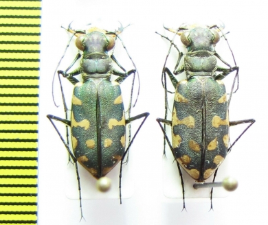 Cicindelinae sp., pair  Kenya - INSECTS-STORE.RU
