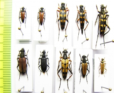 Anoplodera rufipes, Anastrangalia reyi, A.dubia distincta, Fallacia elegans, Rutpela maculata, Leptura annularis, Strangalia attenuata, Stenurella melanura  Russia - INSECTS-STORE.RU