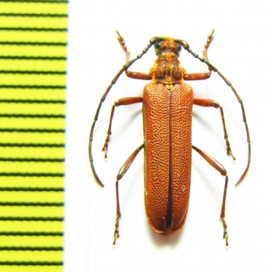 Enoploderes sanguineus  Russia, Krasnodar reg. - INSECTS-STORE.RU