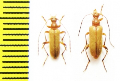 Pidonia debilis  Russia, Far East - INSECTS-STORE.RU