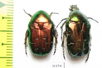 Cetonia aurata  Russia, Kaluga reg. - INSECTS-STORE.RU