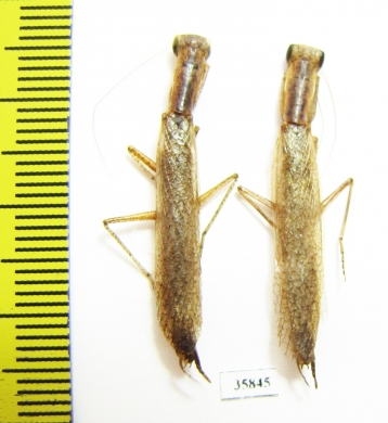 Mantodea sp.  Tanzania - INSECTS-STORE.RU