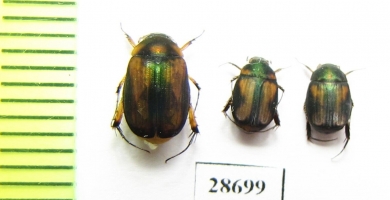 Melolonthinae sp.  Indonesia, Sumatra - INSECTS-STORE.RU
