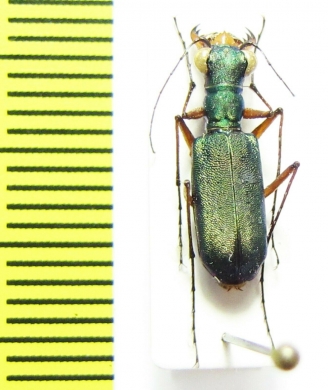 Heptodonta sp. Thailand - INSECTS-STORE.RU