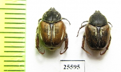 Hopliini sp.  South Africa Rep. - INSECTS-STORE.RU