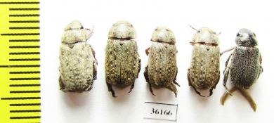 Rutelinae sp.  Thailand - INSECTS-STORE.RU