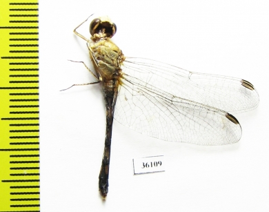 Odonata sp.  Thailand - INSECTS-STORE.RU