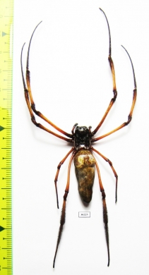 Arachnida, Nephila inaurata  Seychelles 36mm - INSECTS-STORE.RU