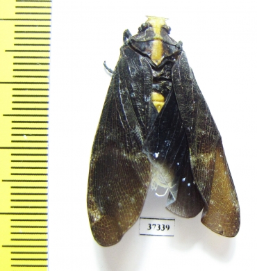 Homoptera sp.  Ecuador - INSECTS-STORE.RU