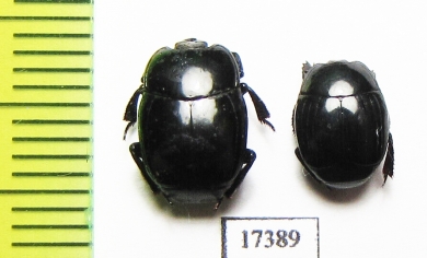 Histeridae sp.  Indonesia, Sumatra - INSECTS-STORE.RU