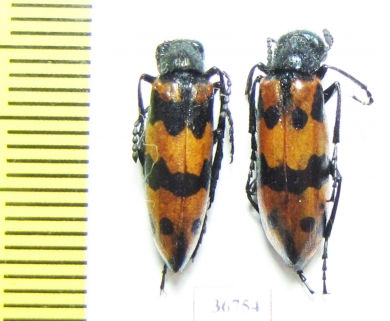 Meloidae sp.  China, Inner Mongolia prov. - INSECTS-STORE.RU