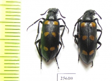 Meloidae sp.  South Africa Rep. - INSECTS-STORE.RU