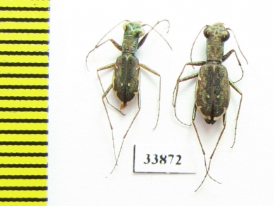 Cylindera cursitans, pair  USA - INSECTS-STORE.RU