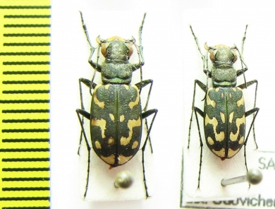 Lophyra flexuosa  France - INSECTS-STORE.RU