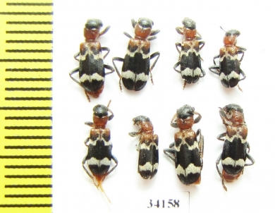 Thanasimus formicarius  Russia, Tver reg. - INSECTS-STORE.RU