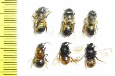 Hymenoptera sp.  Russia, Kaluga reg. - INSECTS-STORE.RU