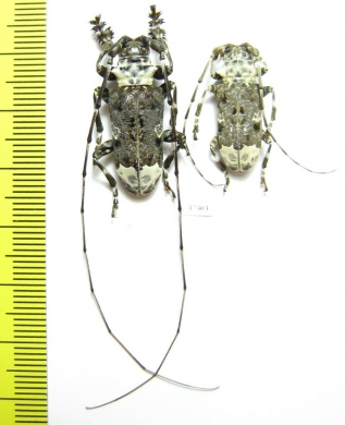 Cerambycidae sp., pair  South Africa Rep. - INSECTS-STORE.RU