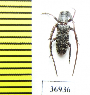 Cerambycidae sp.  South Africa Rep. - INSECTS-STORE.RU