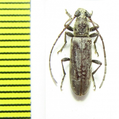 Cerambycidae sp.  Malawi - INSECTS-STORE.RU