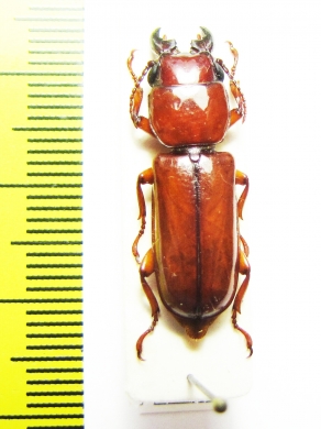 Parandrinae sp.  Malaysia, Borneo - INSECTS-STORE.RU
