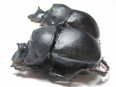 Catharsius sp.  China, Yunnan prov. - INSECTS-STORE.RU