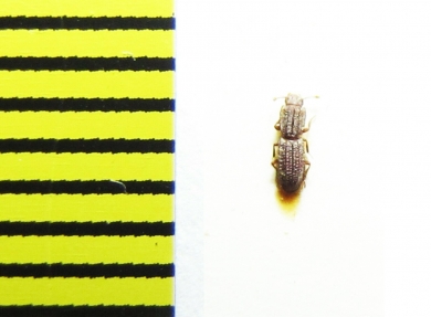 Langelandia anophtalma  Italy - INSECTS-STORE.RU