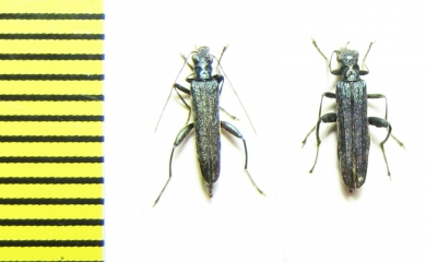 Oedemera sp. Turkey - INSECTS-STORE.RU