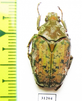 Pseudinca camerunensis  Tanzania - INSECTS-STORE.RU