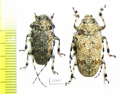 Coptops leucostictica, pair  Laos - INSECTS-STORE.RU