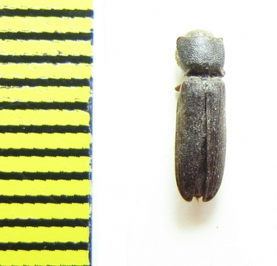 Melasis buprestoides  Russia - INSECTS-STORE.RU